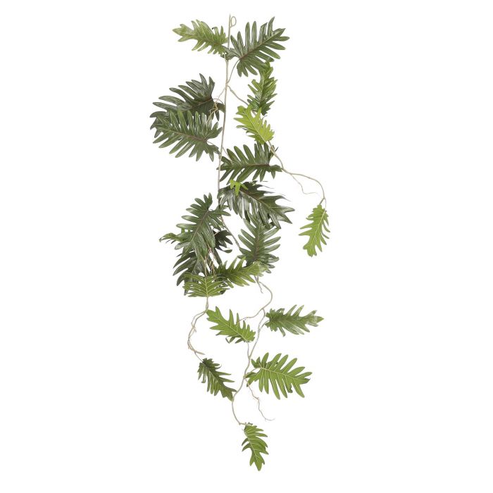 philo Philodendron