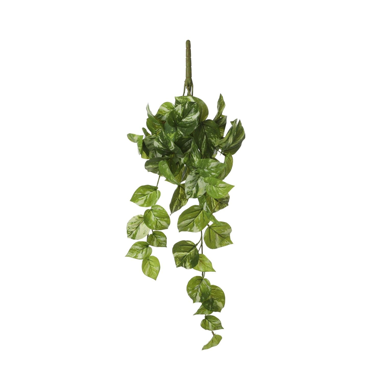 pothos plant