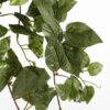 scindapsus 1 scindapsus 1