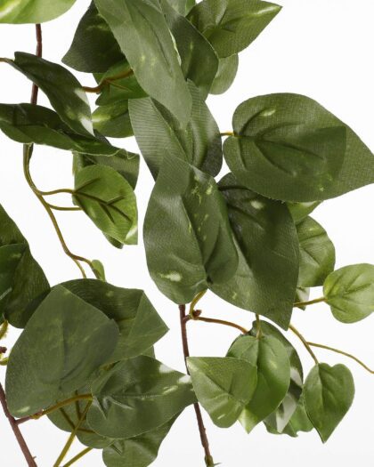 scindapsus 1