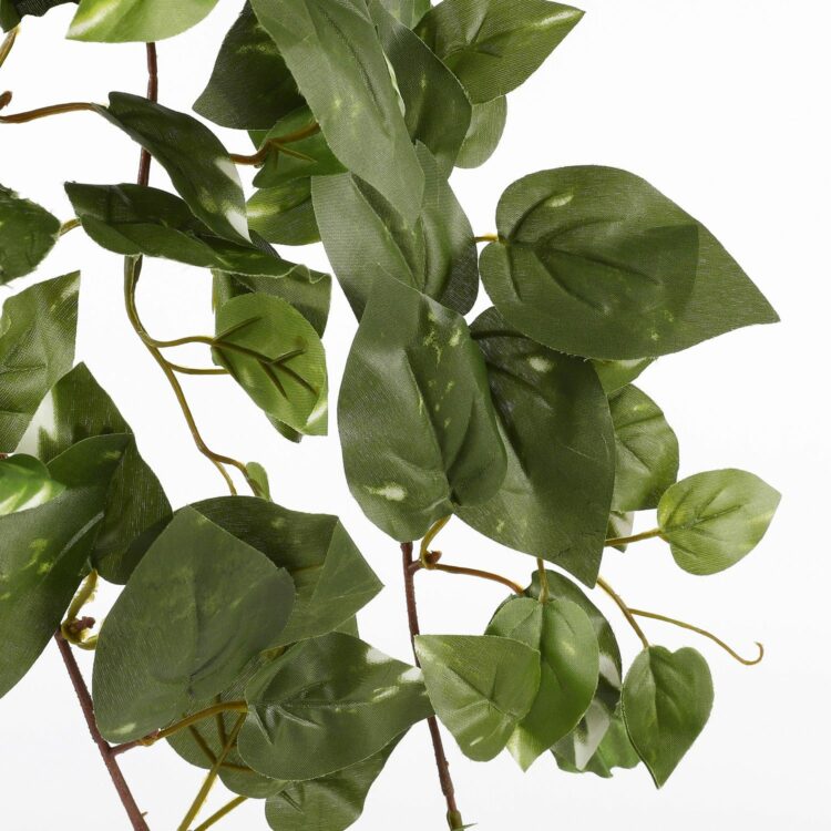 scindapsus 1