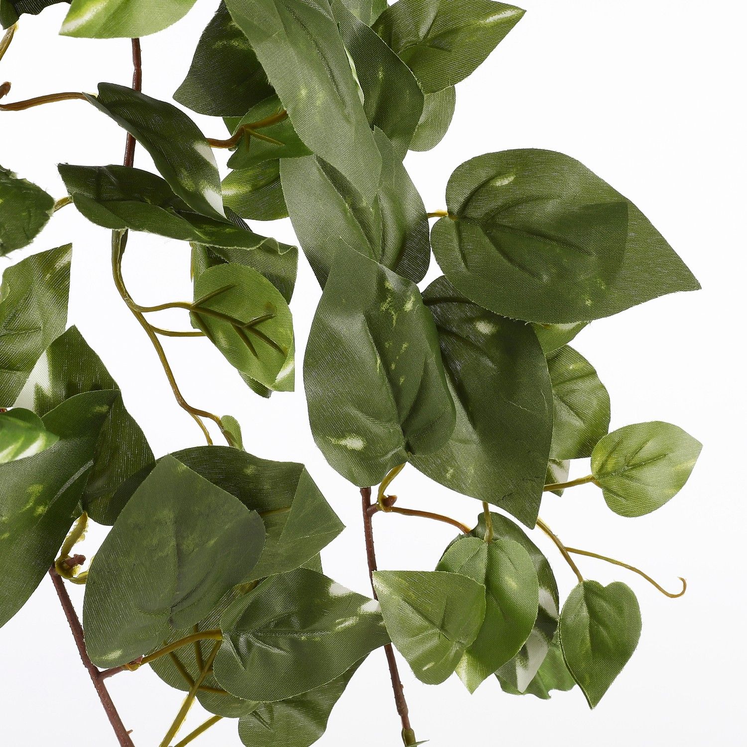 scindapsus 1 scindapsus 1