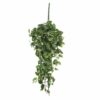 scindapsus scindapsus
