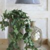 scindapsus 2 scindapsus 2