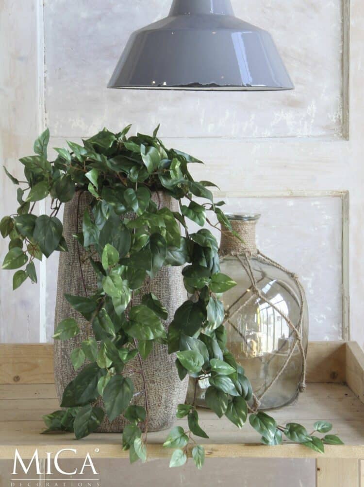 scindapsus 2