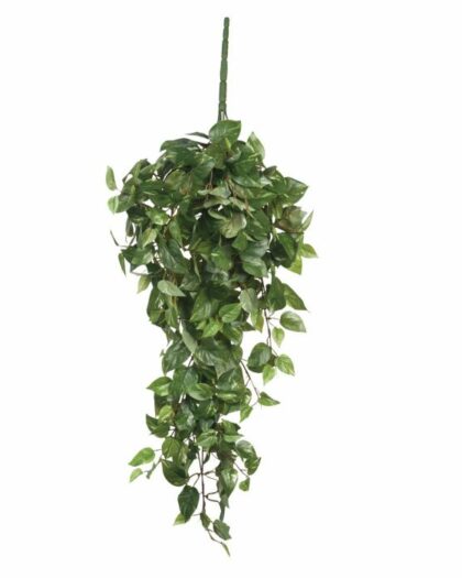 scindapsus