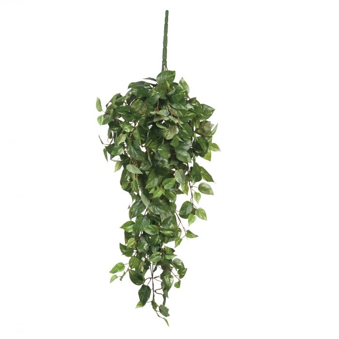 scindapsus scindapsus