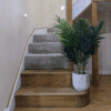 Areca Stairs Areca Stairs