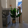 BoP landing BoP-landing pot