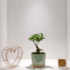 Ginseng & Glazed Pot
