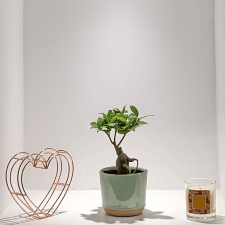 Ginseng & Glazed Pot