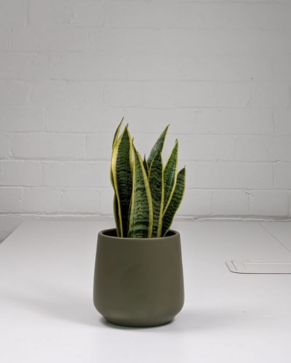 snake plant