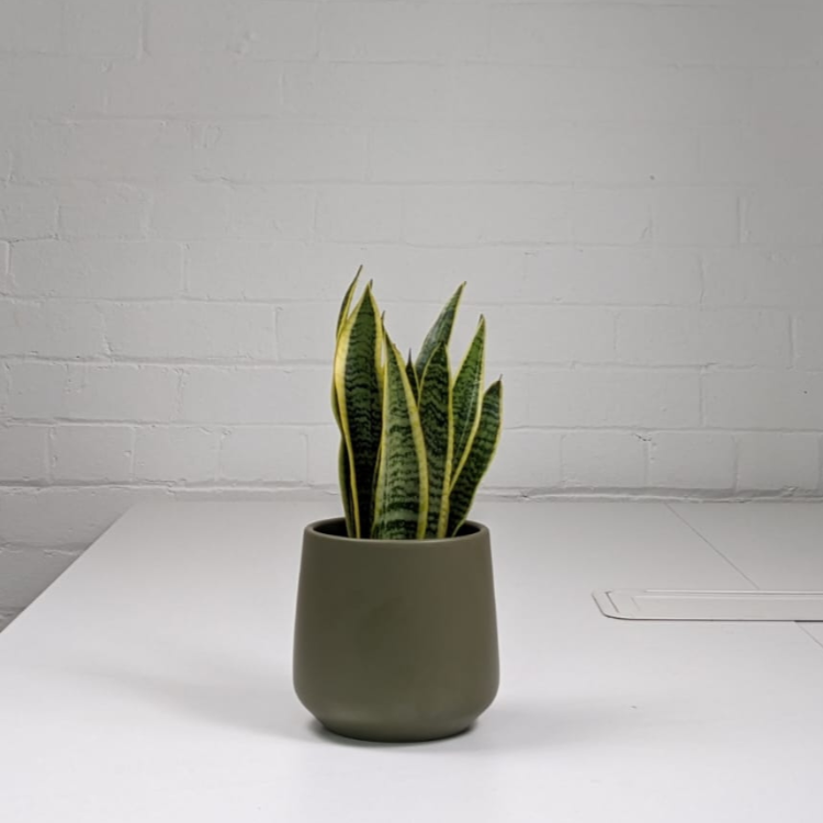 snake plant