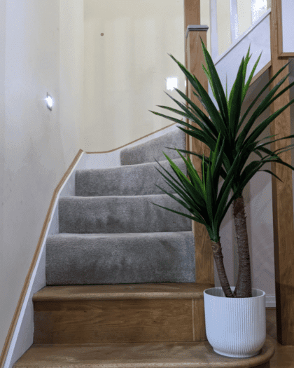 yucca staris