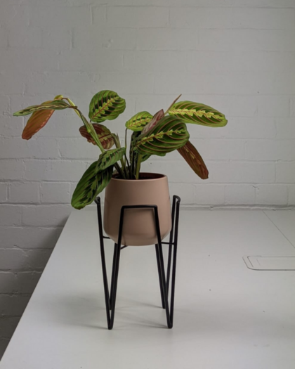 prayer plant pot