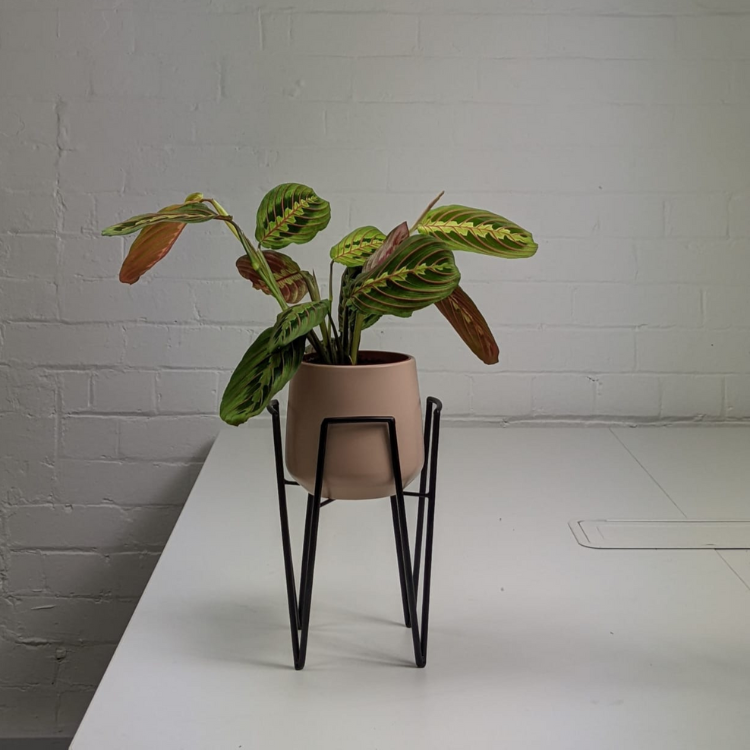 Untitled design-44 prayer plant pot