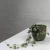 Untitled design-47 string of heart and pot