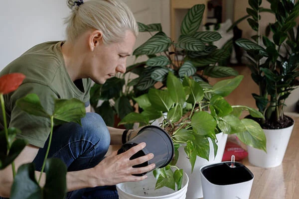 plant gifts for him