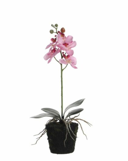 orchid flower