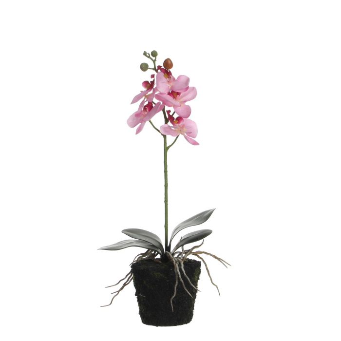 orchid flower