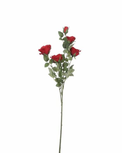 red rose