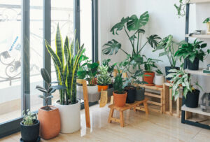 light plants