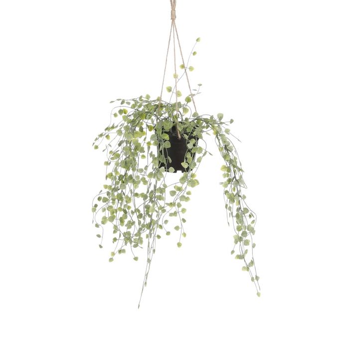 Peperomia Hanger