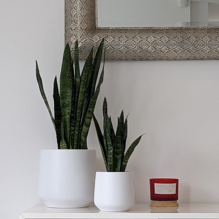 Snake Plant "Black Coral" - 30-50cm