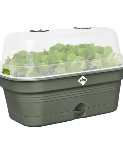 green salad leaves