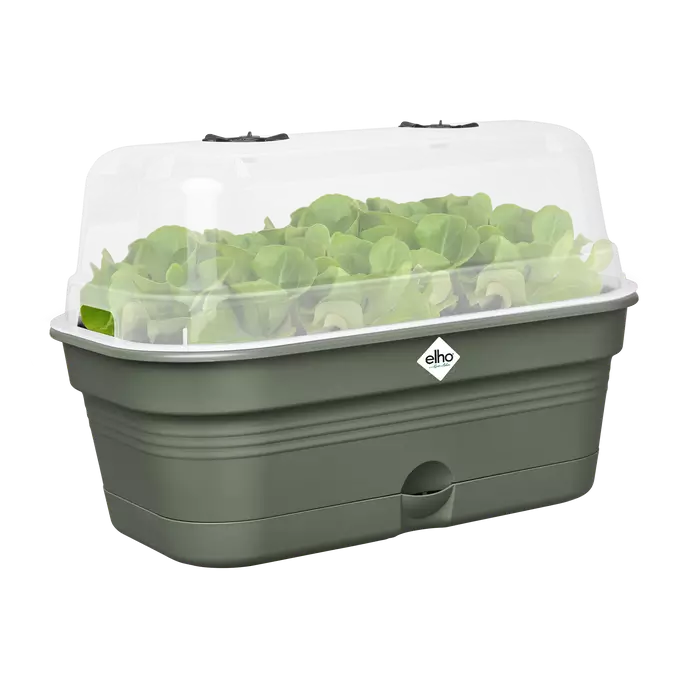 green salad leaves