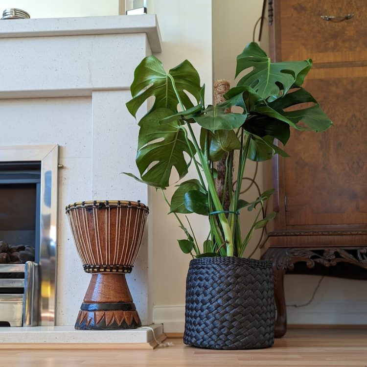 Untitled design-76 Swiss Cheese Plant