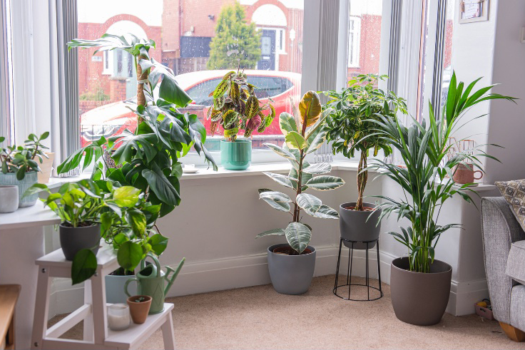 best-christmas-plants