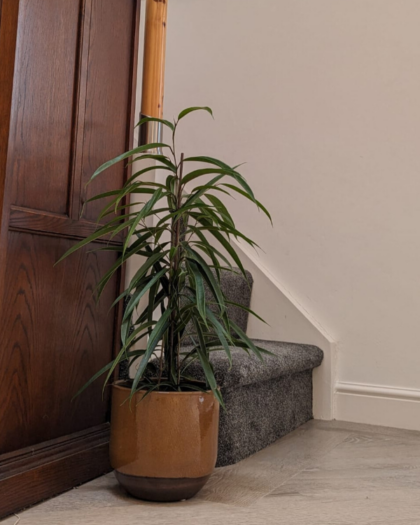 large indoor bamboo plant