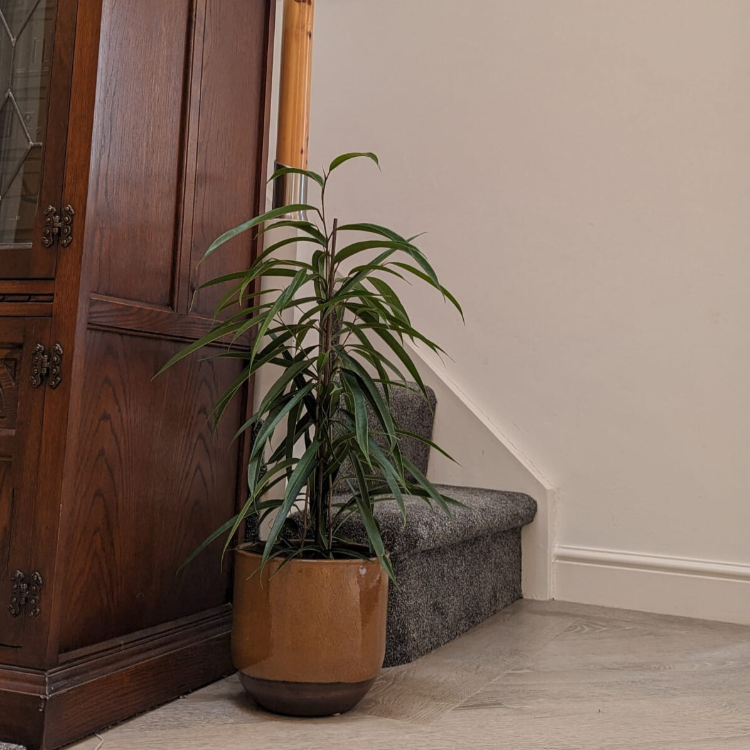 large indoor bamboo plant