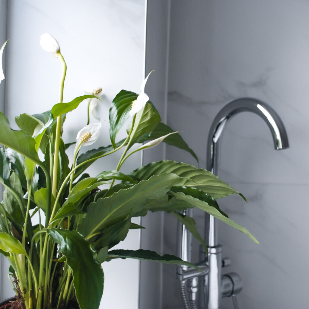 Bathroom Plant Bundle