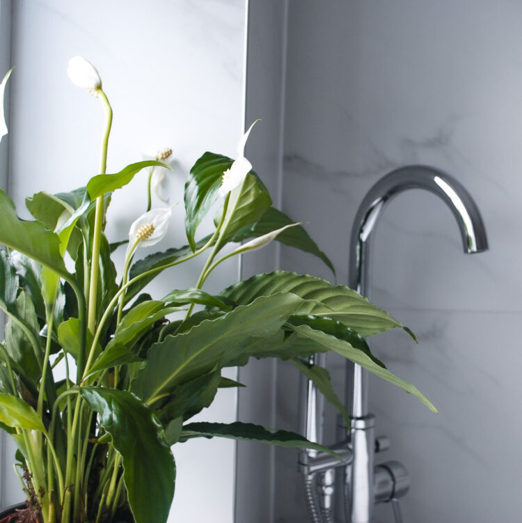 Bathroom Plant Bundle