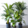showstopper-plant-bundle