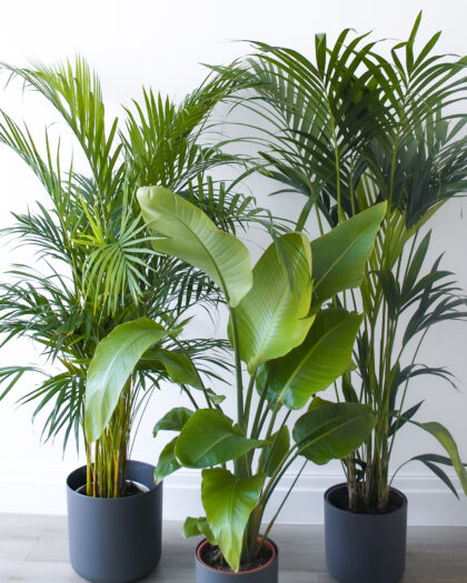 showstopper-plant-bundle