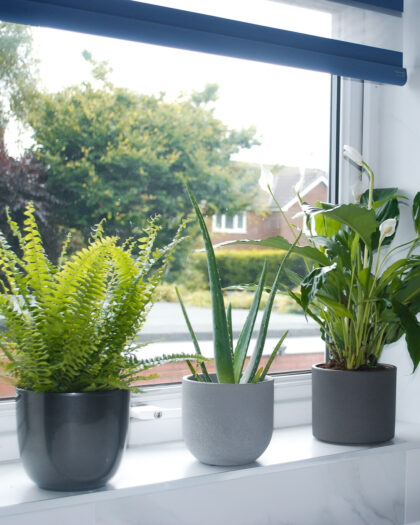 bathroom-plant-bundle