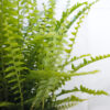 bathroom-bundle-boston-fern Bathroom Plant Bundle