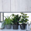 kitchen-plant-bundle-1 plant bundle