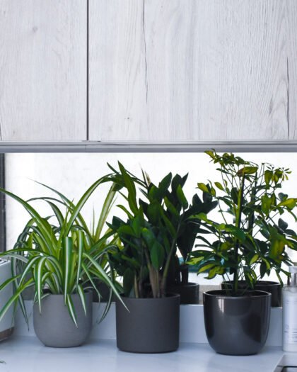 plant bundle