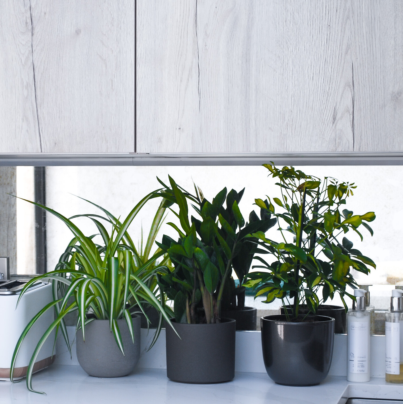 kitchen-plant-bundle-1 plant bundle