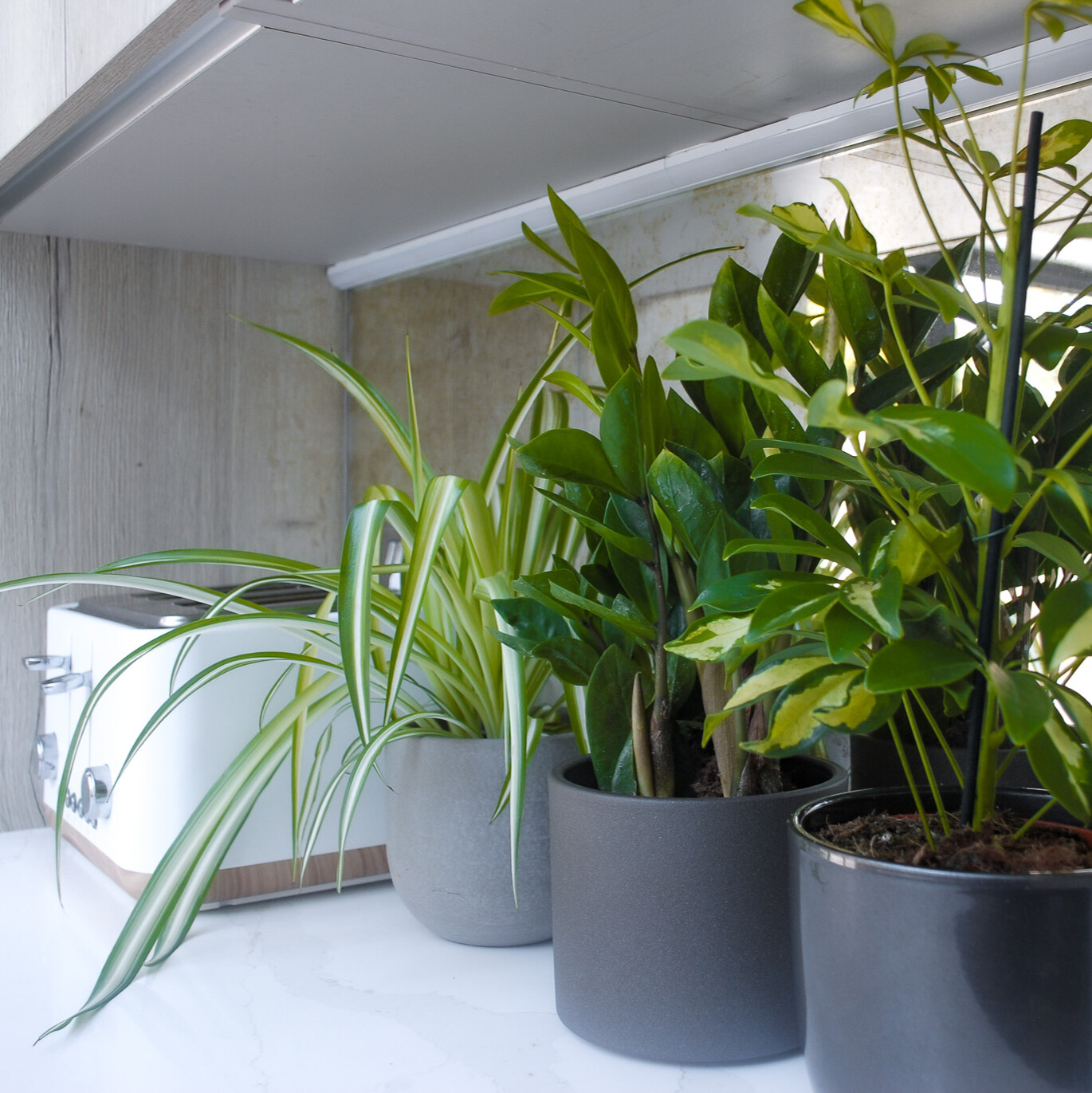 kitchen-plant-bundle-2 Houseplant