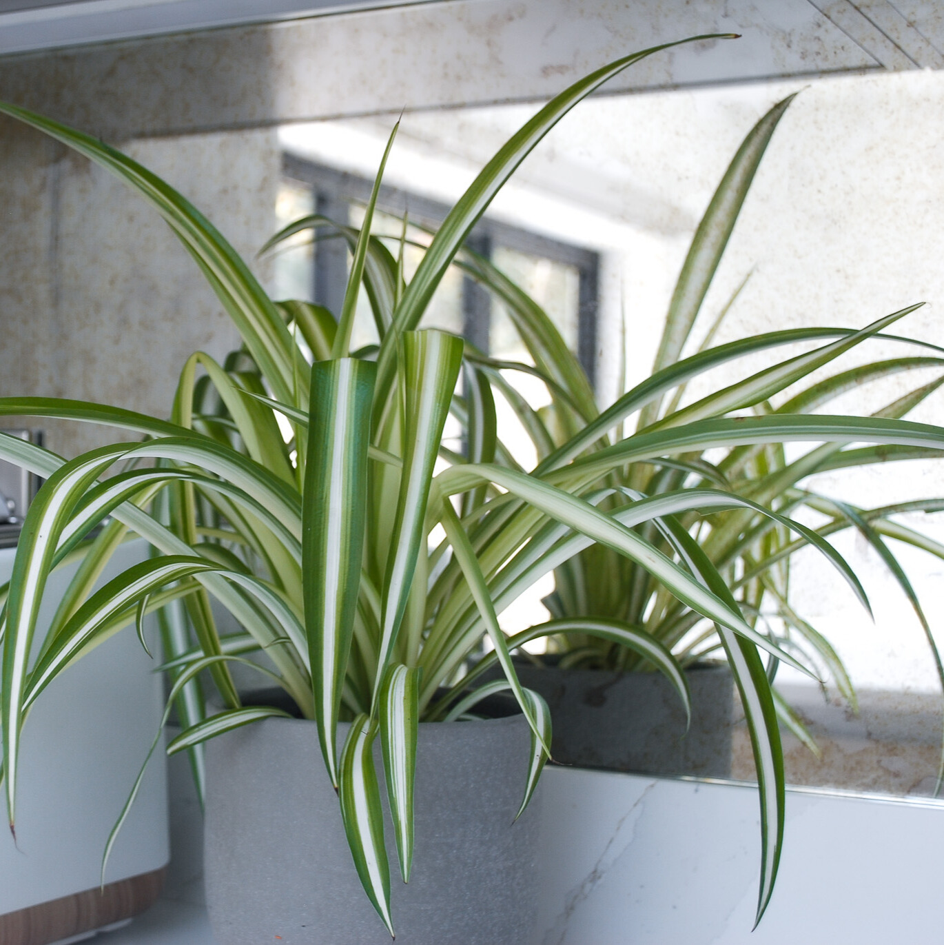 kitchen plant bundle spider