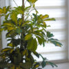 kitchen-plant-bundle-umbrella dust