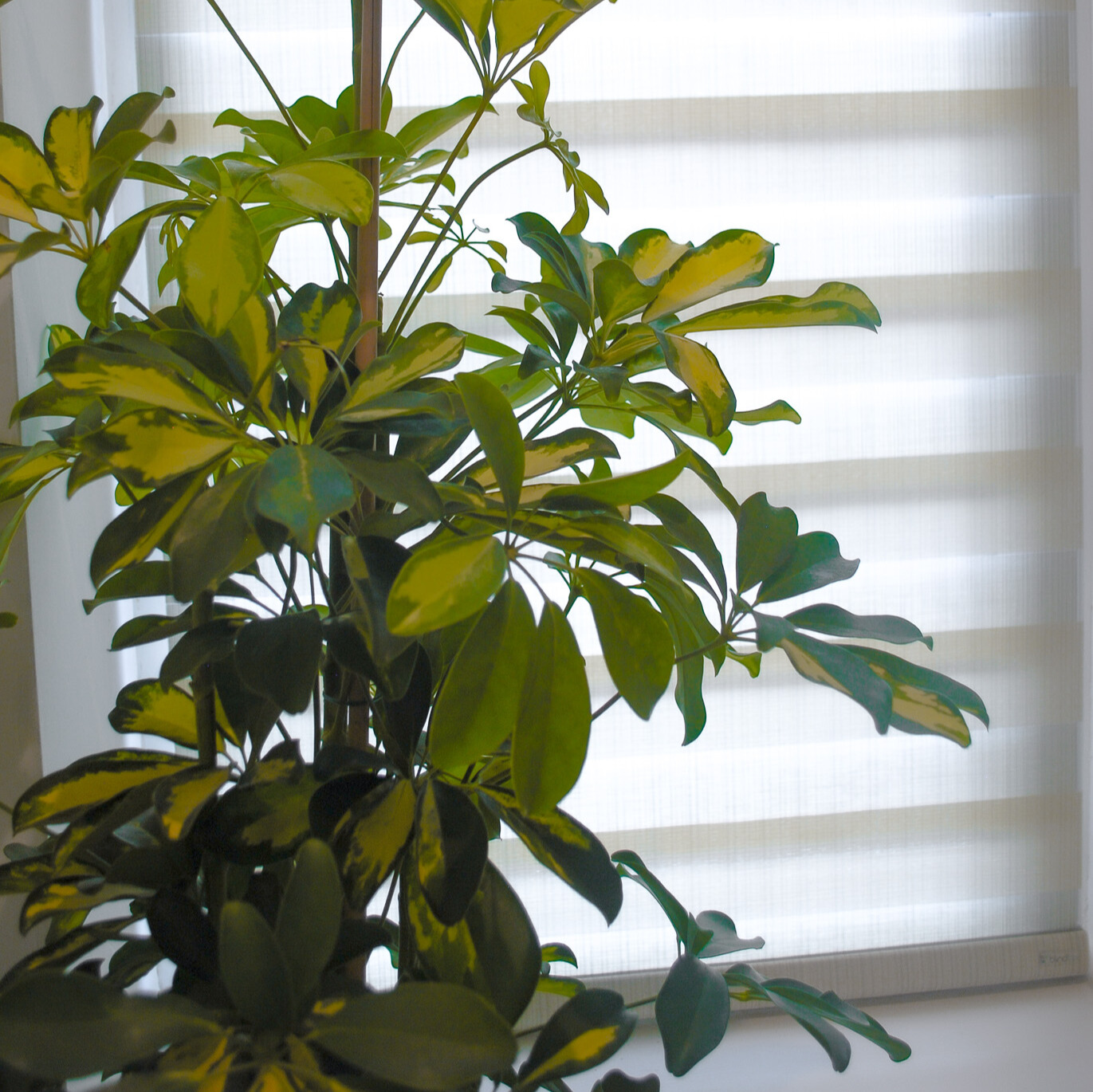 kitchen-plant-bundle-umbrella dust