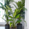 what to do when a plant gets too big