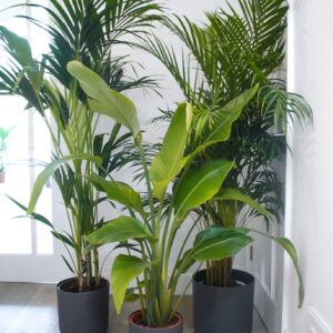 what to do when a plant gets too big