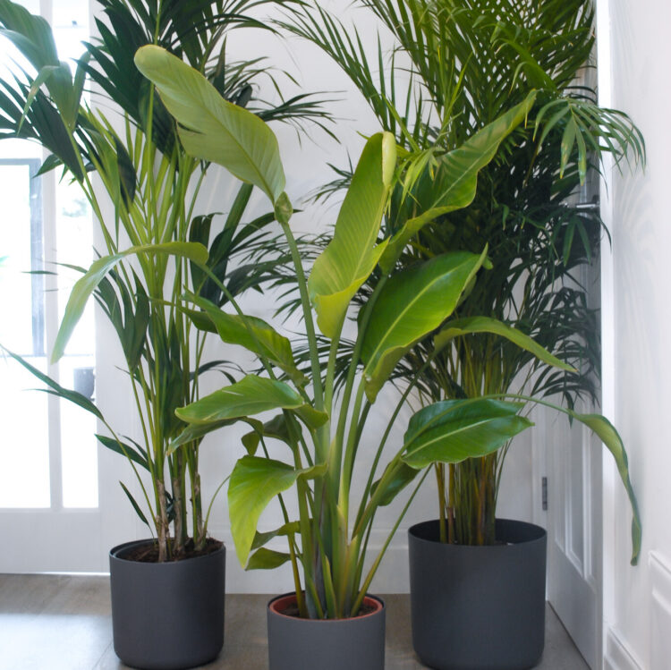 showstopper plant bundle